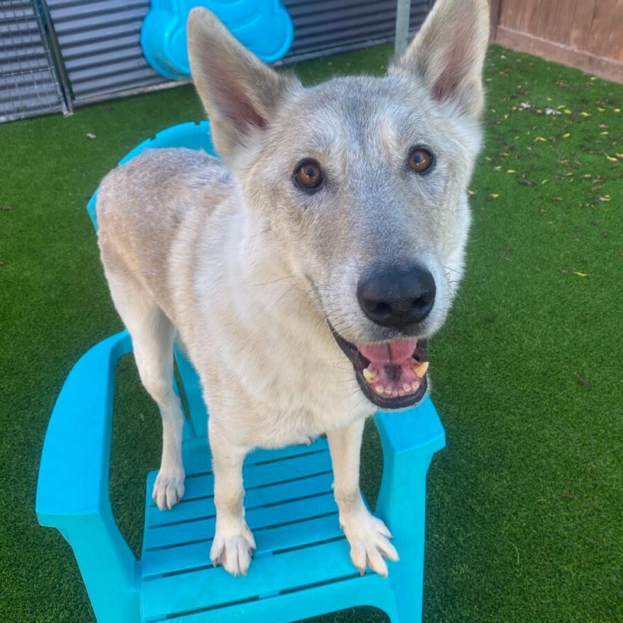 Pet Care Services Dog Daycare TX Ponderosa Pet Resort